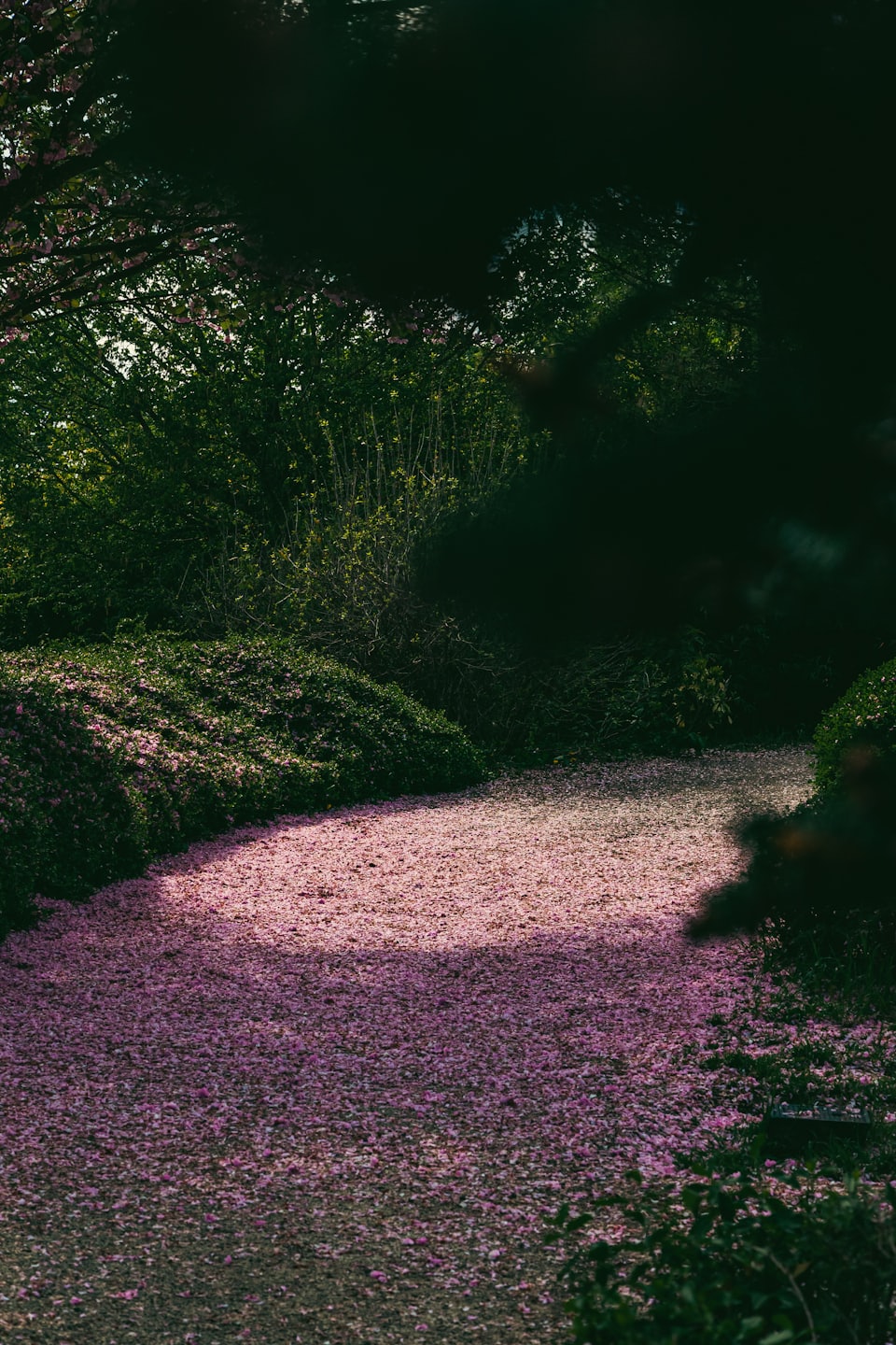 A garden path covered in pink flower petals.